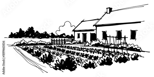 Hand drawn sketch of a rural farmhouse with rows of vegetables in a garden