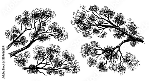 Hand drawn pine tree branches with needles in detailed botanical sketch style