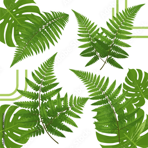 Isolated a kinds of deferent realistic Boston green ferns are very green, with common sword fern leaves, offices or house decorations, green splits vector art with background..