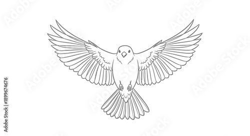 A detailed line drawing of a small bird with its wings spread wide, captured mid-flight against a plain white background.