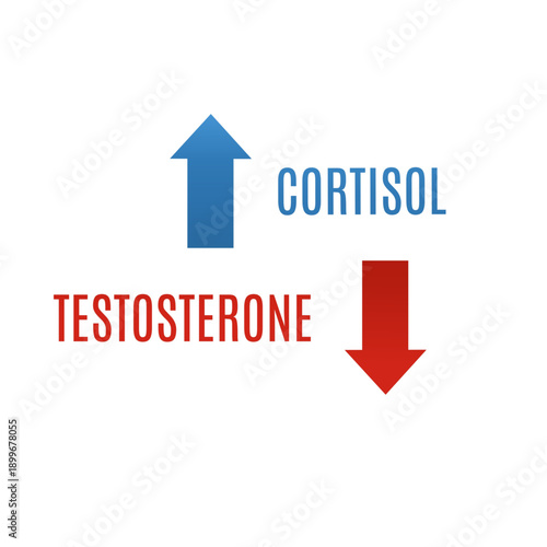 Vector graphic showing the inverse relationship between Cortisol and Testosterone levels with up and down arrows. Professional medical illustration for stress, fitness, and health content.