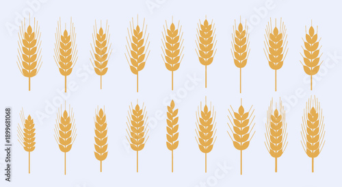 Collection of wheat ears on white background.