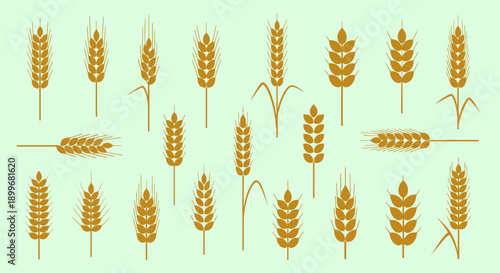 Collection of Golden Wheat Ears on Light Green Background.
