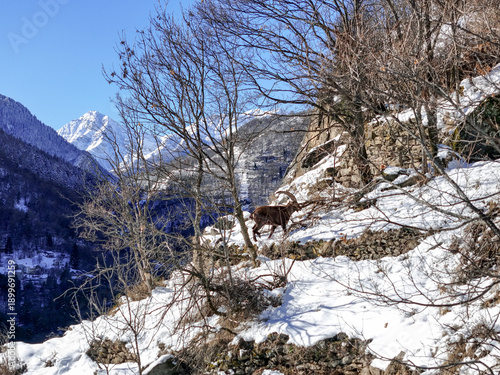 Aerial view of an alpine ibex traversing the steep, snow-dusted slopes of Val Susa, set against a backdrop of towering peaks and a clear blue sky, Val Susa, Piemonte, Italy.