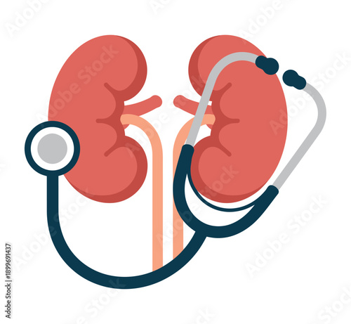 A medical illustration of kidneys with a stethoscope for health checks