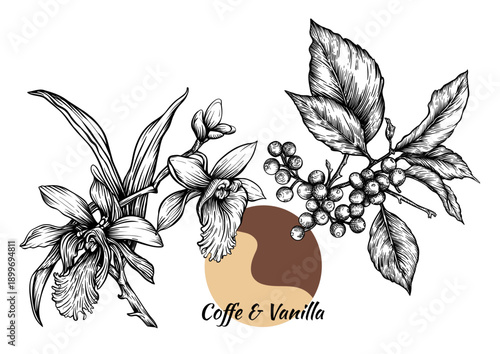 Coffee and vanilla hand-drawn botanical illustration. Black and white engraving of coffee branch with berries and leaves, and vanilla orchid flowers for cafe, kitchen, dessert, gourmet