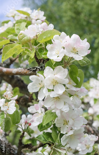 Fotografie Apple blossoms bloom in spring in a beautiful, almost white color