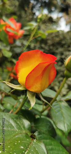 A vibrant red and orange rose blooming amid green foliage in a sunny garden setting