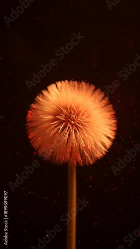 Dandelion illuminated with red light dark background