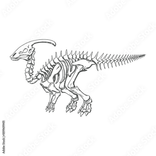 Parasaurolophus Dinosaur Skeleton Line Art