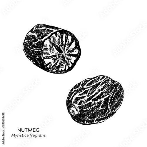 Nutmeg hand drawn vector illustrations set. Vintage botanical sketch of spice plant, whole nut. Not AI generated.