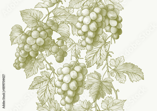 Wallpaper Mural Seamless vector pattern with ripe grape bunches, leaves, and vines. Hand-drawn watercolor style. Ideal for wine labels, textiles, wallpapers, and packaging. Elegant, botanical, and vintage-inspired. Torontodigital.ca