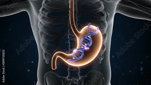 Human Stomach Anatomy With DNA Double Helix Structure on Dark Background Visualization of Internal Organs for Medical