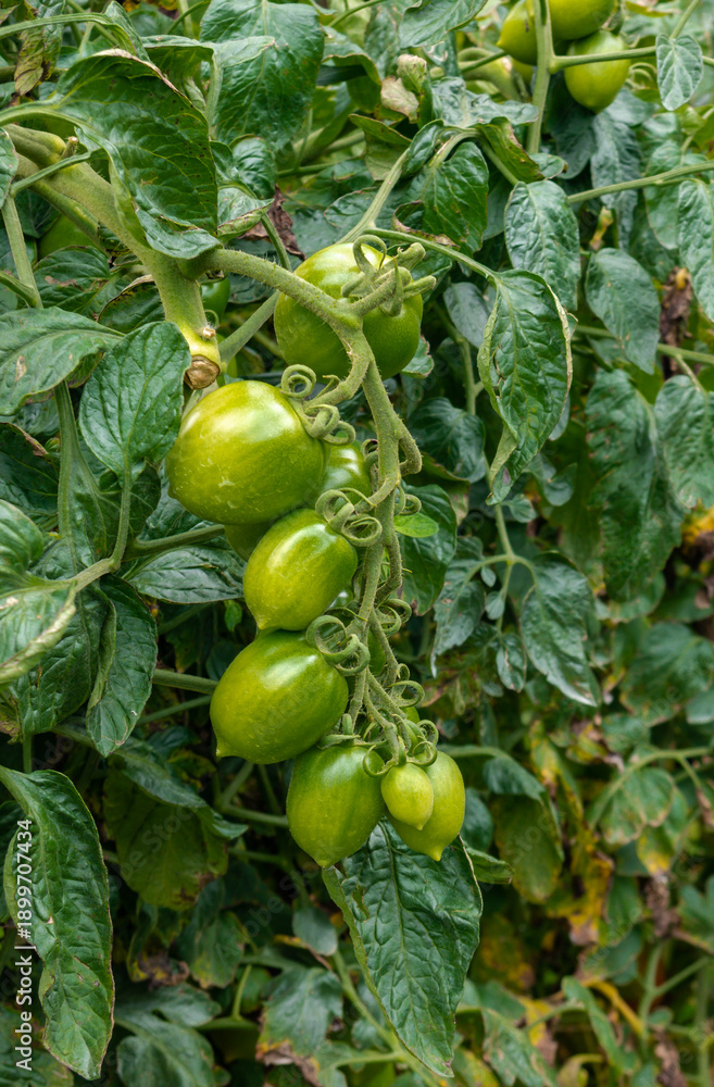 Fototapeta premium A vertical shot a single branch of green tomatoes against a leafy background. Ideal for botanical posters, nature-themed greeting cards, or organic food branding.