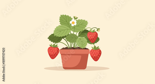 A potted plant with red strawberries and a white flower