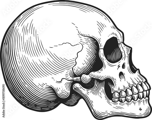 Detailed human skull illustration in side profile with engraved shading and bone structure anatomy