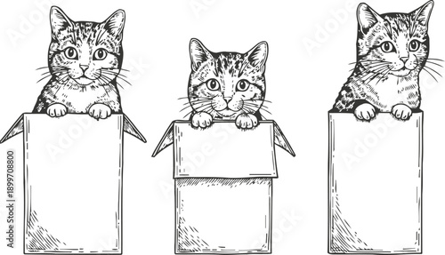 Curious kittens peeking out from open cardboard boxes, playful pets in cozy containers