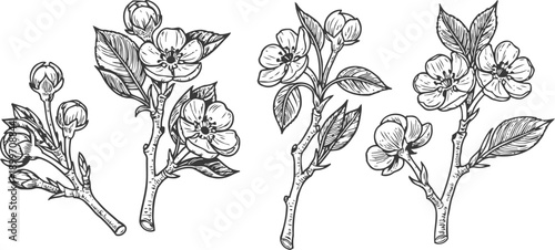 black and white illustration of blossoming spring branches with flowers and leaves, botanical drawing set