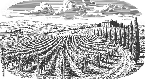 Vineyard landscape with rolling hills and rows of grapevines under cloudy sky