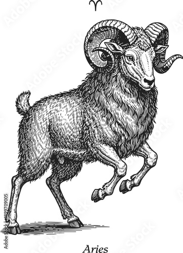 Illustration of aries zodiac sign with ram standing on hind legs and curved horns