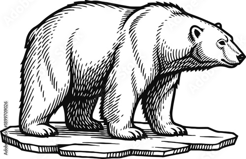 Black and white illustration of a polar bear standing on an ice floe in vintage engraving
