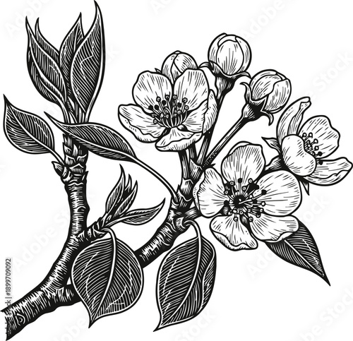 pear tree branch with flowers and leaves in detailed black and white botanical illustration