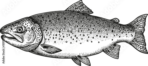 Detailed hand drawn atlantic salmon illustration with fine textures and scales on white background