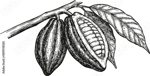 Cacao pods on tree branch with leaves black and white botanical illustration of tropical fruit