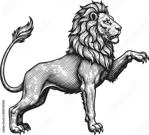 majestic lion illustration standing on three legs with raised paw, detailed mane and fierce expression