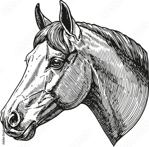 Detailed vintage horse head illustration black and white animal portrait with intricate line art equine design