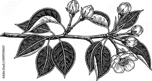 Detailed black and white botanical illustration of cherry blossom branch with leaves and flowers