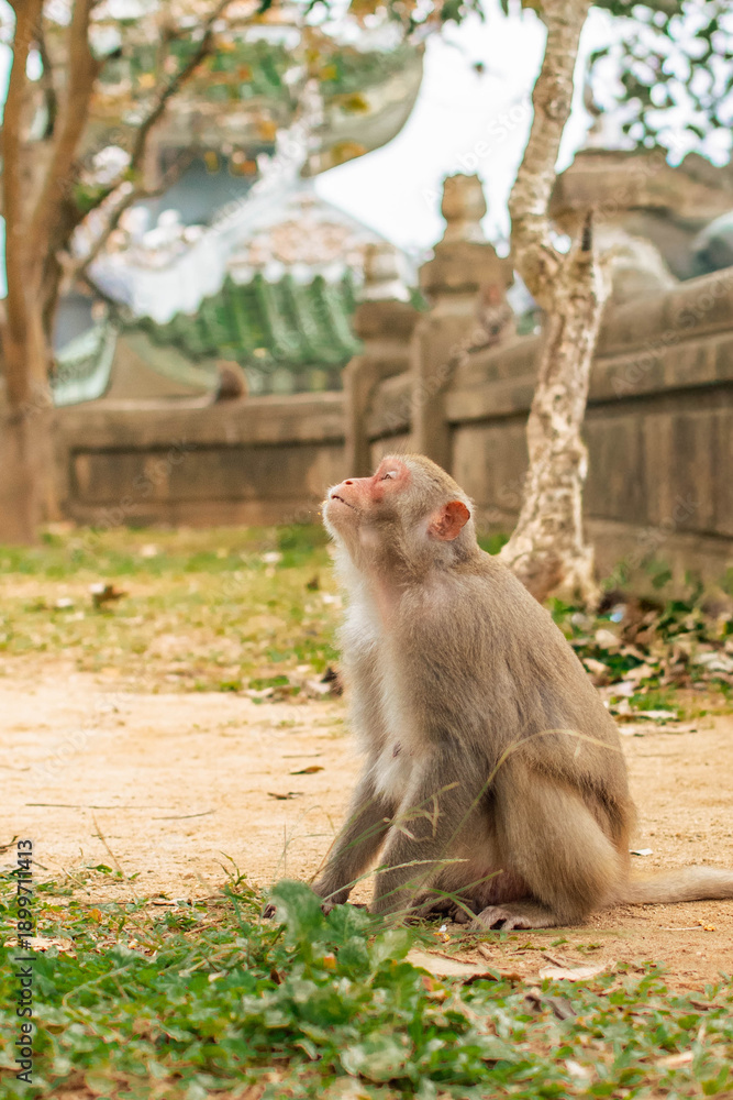 Obraz premium monkey sitting on ground looking up with upset expression