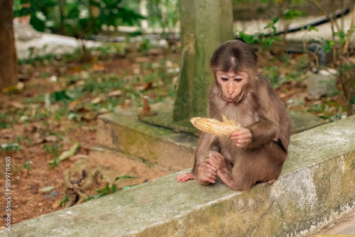 Photography small monkey holding mango seed in hands, looking at it sadly