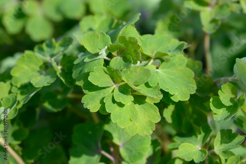 Alpine Columbine green leaves in the spring - Latin name - Aquilegia alpina Navy Blue
