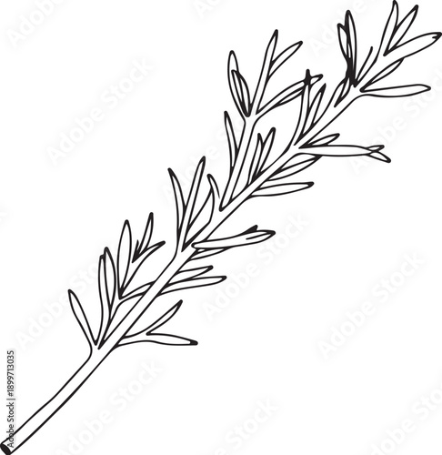 Rosemary Herb Hand-drawn Sketch Drawing Vector Illustration, Line Linear Symbol Engraving for Coloring Book, Black and White, Isolated