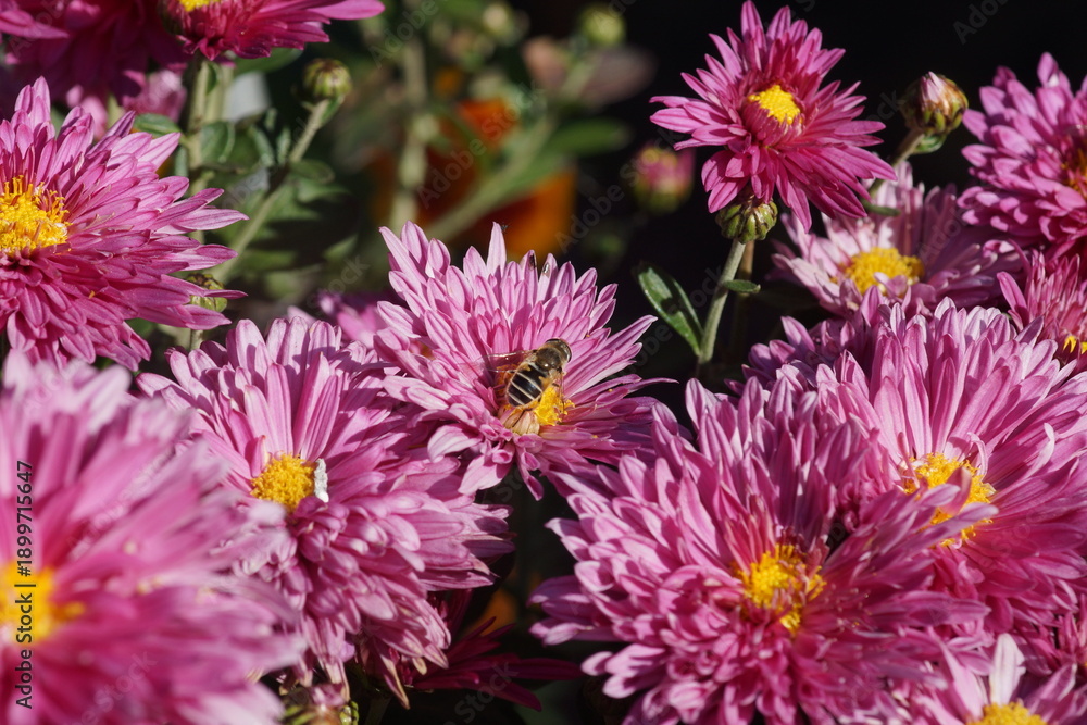 Obraz premium Hoverfly Pollinating Vibrant Pink Chrysanthemum Flowers in Intense Autumn Sunlight