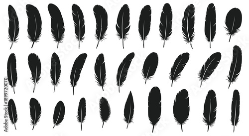 A collection of black feathers in varying shapes and sizes presented as a striking silhouette on transparent background high quality professional