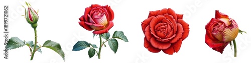 Red rose flower growth stages from bud to full bloom, botanical lifecycle isolated on transparent background