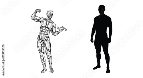 Anatomical illustration of a muscular male figure alongside a solid black silhouette on transparent background high quality professional detailed modern elegant