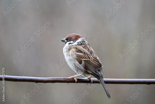 sparrow sits in the rain in a city park on a wire