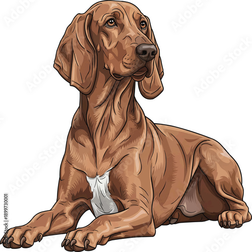 Segugio Italiano dog lying down relaxed attentive looking away