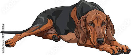 Segugio Italiano dog lying down stretched resting pose illustration