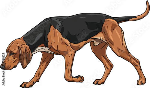 Segugio Italiano dog trail tracking focused movement illustration 