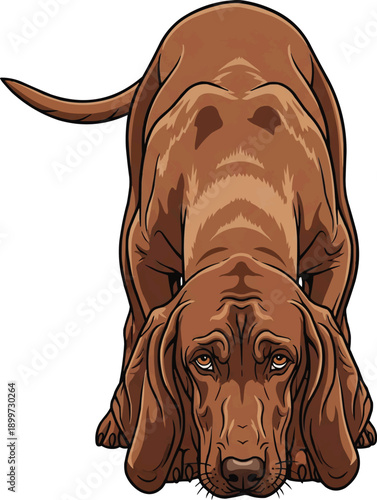 Segugio Italiano dog sniffing ground curious front view illustration