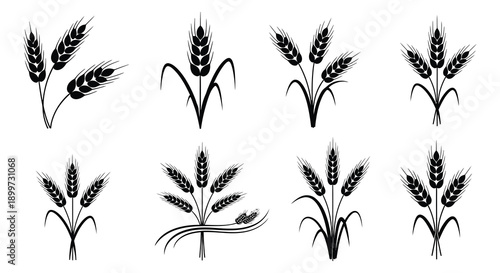 A collection of wheat stalks and sprigs depicted in a black silhouette style on transparent background high quality professional detailed modern