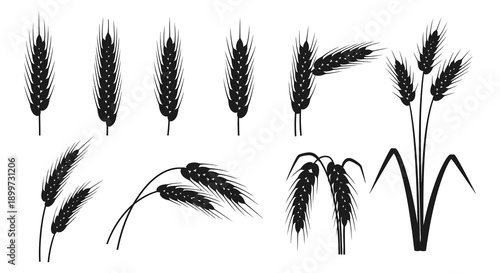 A collection of black wheat stalks and grains are displayed in varying arrangements on transparent background silhouette high quality professional detailed