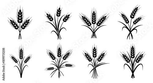 A collection of black wheat stalks and sprigs arranged in a grid pattern on transparent background silhouette high quality professional detailed