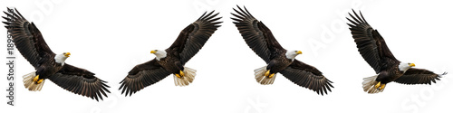 Tableau sur toile the set of the bald eagle isolated on white background high quality stock [PNG FILE]