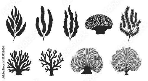 A collection of diverse seaweed and coral illustrations in a striking black silhouette on transparent background high quality professional detailed modern