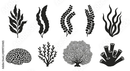 A collection of black seaweed and coral silhouettes featuring diverse marine plant forms on transparent background high quality professional detailed modern
